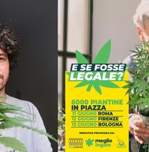 sardine legalizzazione cannabis