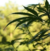 Guía para cultivar sativas durante el verano