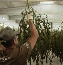 Seca marihuana rápidamente con estas formas.