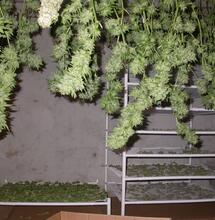 Guía oficial de cultivo de marihuana en exterior: cosecha - conservación