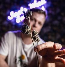 Secar, curar y almacenar marihuana: video consejos.