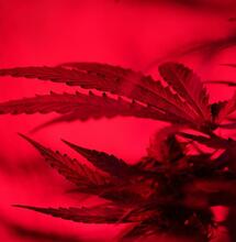 Securing and Growing Your Personal Stash of Weed