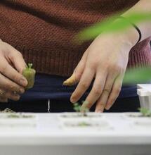 hydroponics setup for growing cannabis.