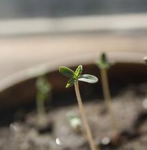 Maceta: lo que hay que saber