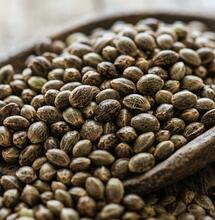 Is Using Regular Cannabis Seeds Worth It?