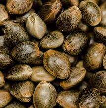 Qué evitar al germinar semillas de marihuana