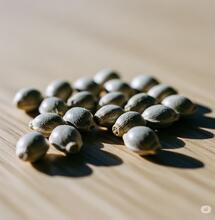 Semillas de cannabis antiguas de los años 70, incluyendo Acapulco Gold y Colombian Red, preparadas para germinar.
