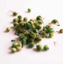 Cuánto duran las semillas de marihuana?