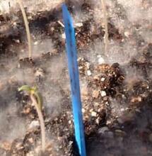 Las funciones de los hongos son muy variadas en la marihuana.