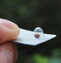 Coltivare Cannabis indoor: le diverse fasi di crescita