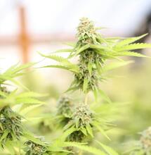 september garden preparations for cannabis growing