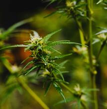 Apuntes sobre los terpenos