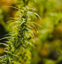 Wann ist die beste Jahreszeit für den Cannabisanbau?
