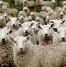 Flock of Sheep Eat 100Kg of Weed in Greece
