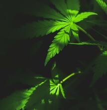 Should People Be Allowed To Smoke Up At Legal Retail Marijuana Shops?