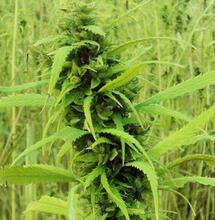 I semi di canapa sono in fermento e si germoglia la vita