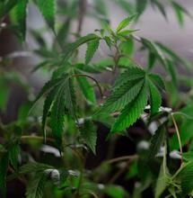 Discover how silicon boosts plant strength, growth, and yield. Learn why this overlooked element improves nutrient uptake and protects against stress.