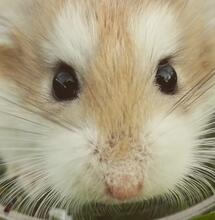 Marty, el ratón preso por usar marihuana