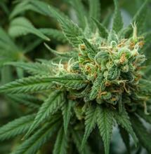 skunk a jeho příběh