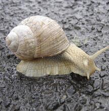 Het wietexperiment voltrekt zich in een slakkengang