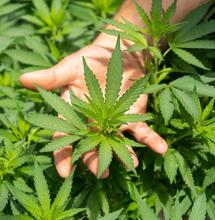 Šlechtění konopí