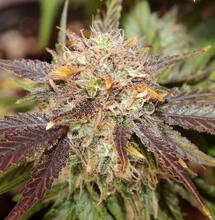 Lemon Haze de Royal Queen Seeds en indoor, día 80 de floración. Foto de therpenist en seedfinder.eu | CC BY-NC-SA.