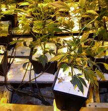 Plantas sobrefertilizadas en crecimiento