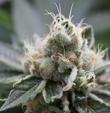 Size Matters: Soft Secrets to Bigger Buds