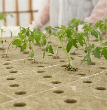 Správné pH – základ úspěšného pěstování 
