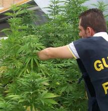 Annullato il sequestro di vari prodotti di cannabis light a Imperia