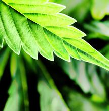 Zo breng je een cannabisplant weer tot leven