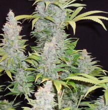 Strawberry Gum, pro každého, kdo chce rychle kvetoucí sativu