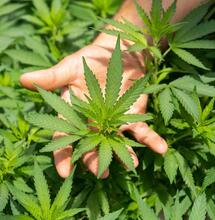 cannabis can prevent corona infection.