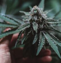 ¿Cómo hacer un buen sustrato indoor para marihuana?