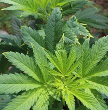 ¿Cómo Afecta el suelo al cultivo de marihuana?