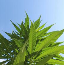 Summer Cannabis Growing and Some of the Difficulties