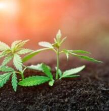 Guida completa al super soil - Tutto quello che c&#039;è da sapere