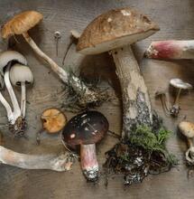 What Psychiatrists Think About Psychedelics?