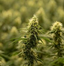 ¿Qué necesita la tierra para marihuana?