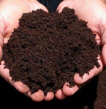 Los lactobacilos en el sustrato de cannabis.