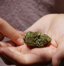 What Makes Synthetic Cannabinoids Different From Cannabis? 