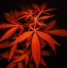 El tallo: su importancia en el cultivo de cannabis