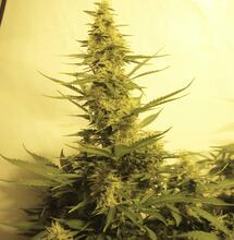 Tania i wydajna uprawa konopi