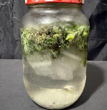 Prueba del frasco para elegir variedades de hachís al agua