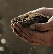 Prepara té de compost para cultivo de cannabis. 