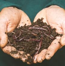 Té de lombriz para marihuana