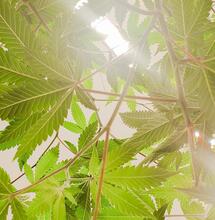 Reflectores para marihuana de interior.