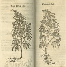 “Tegen de pest, waterzucht en geelzucht”