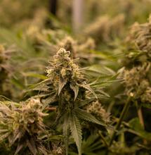 Consejos para cultivar marihuana en verano