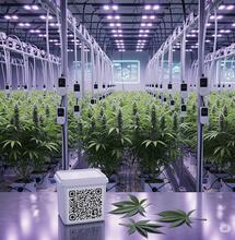 Tecnologías que transforman el cannabis en 2025